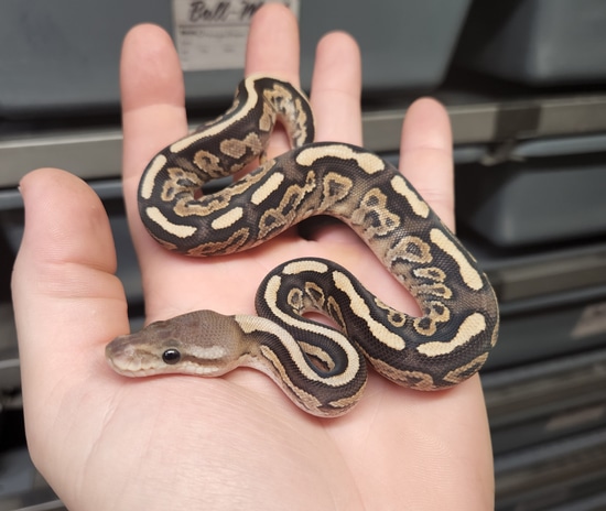 Cinnamon Fire Het Clown Pos Het Sunset FREE SHIPPING! Ball Python by ...