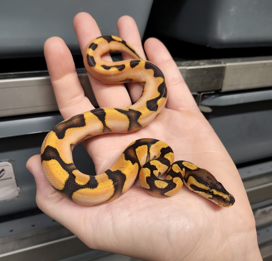 Super Orange Dream Enchi Calico Yellowbelly FREE SHIPPING! Ball Python ...