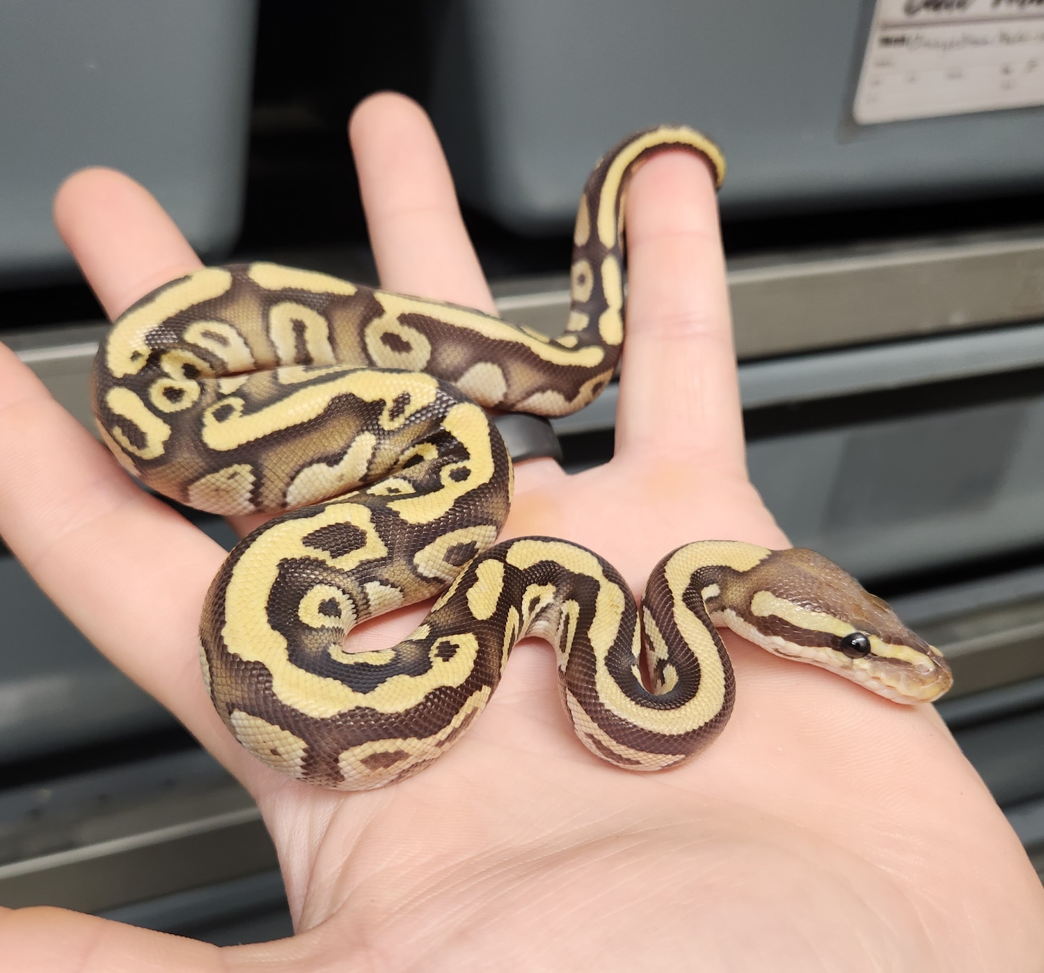 Mario Mojave Vanilla Enchi Pos Yellowbelly Pos Het Desert Ghost FREE SHIPPING! Ball Python by
