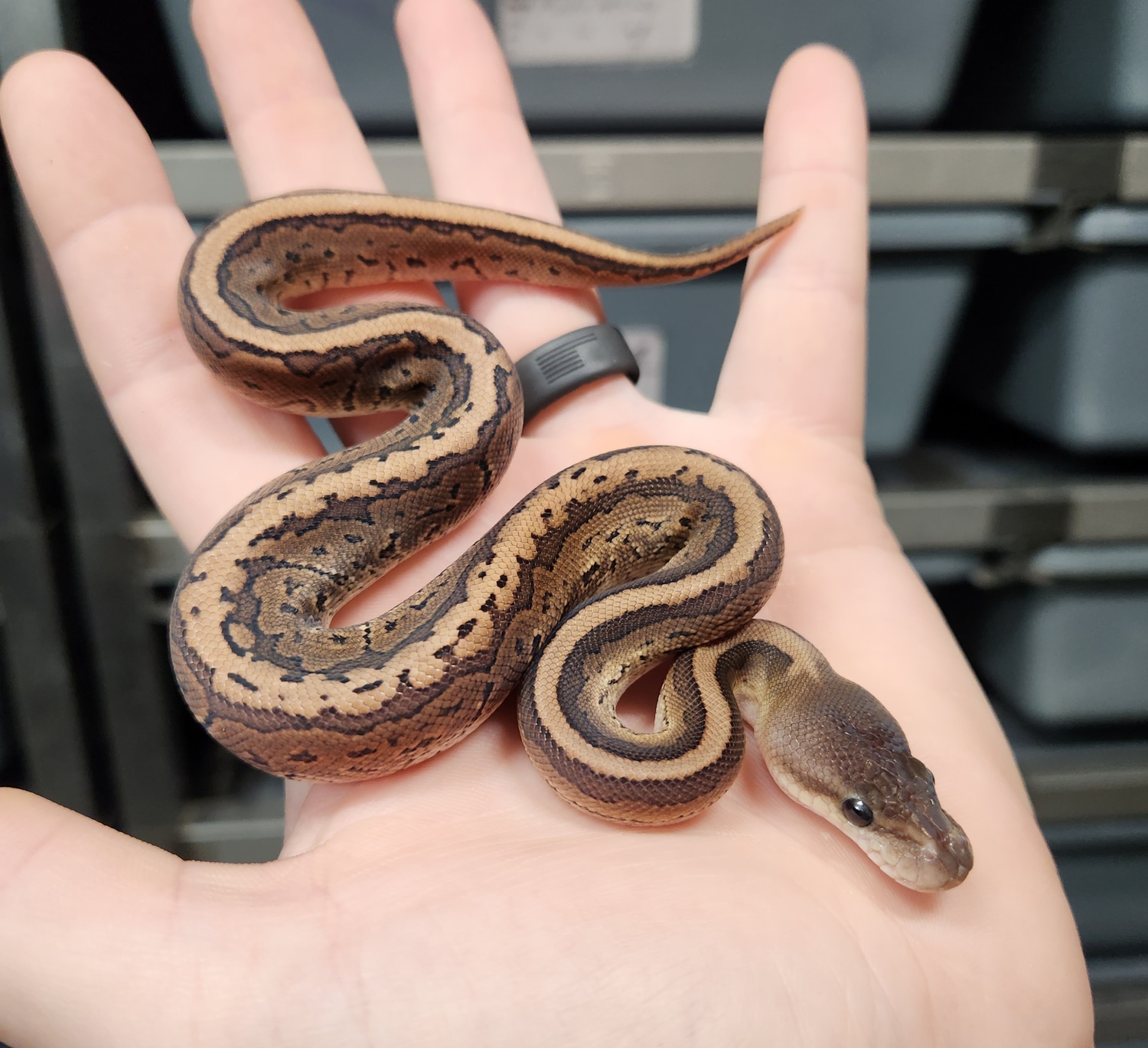 Cinnamon Pinstripe Het Sunset FREE SHIPPING! Ball Python by Ball-Mart ...