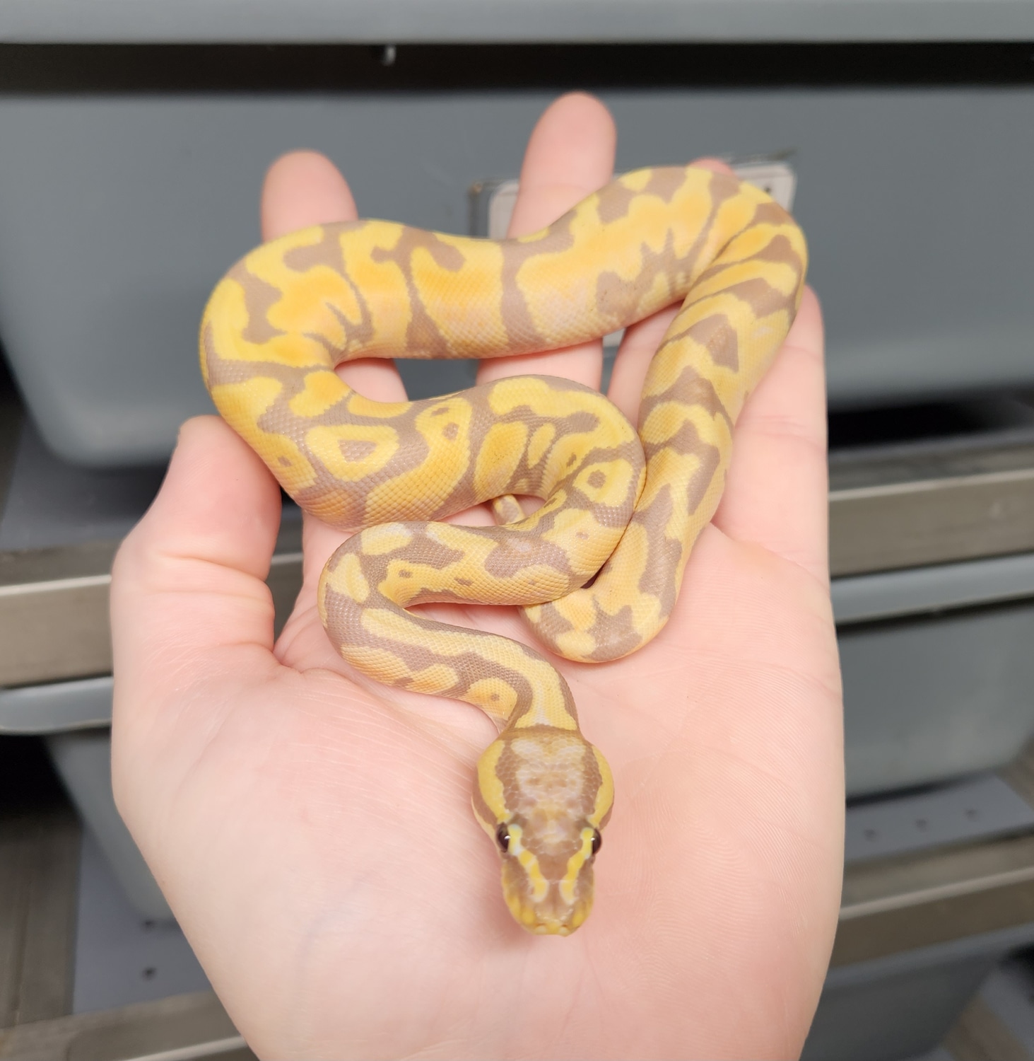 Orange Dream Pastel Banana Enchi Yellowbelly Pos Mystic Pos Het Albino