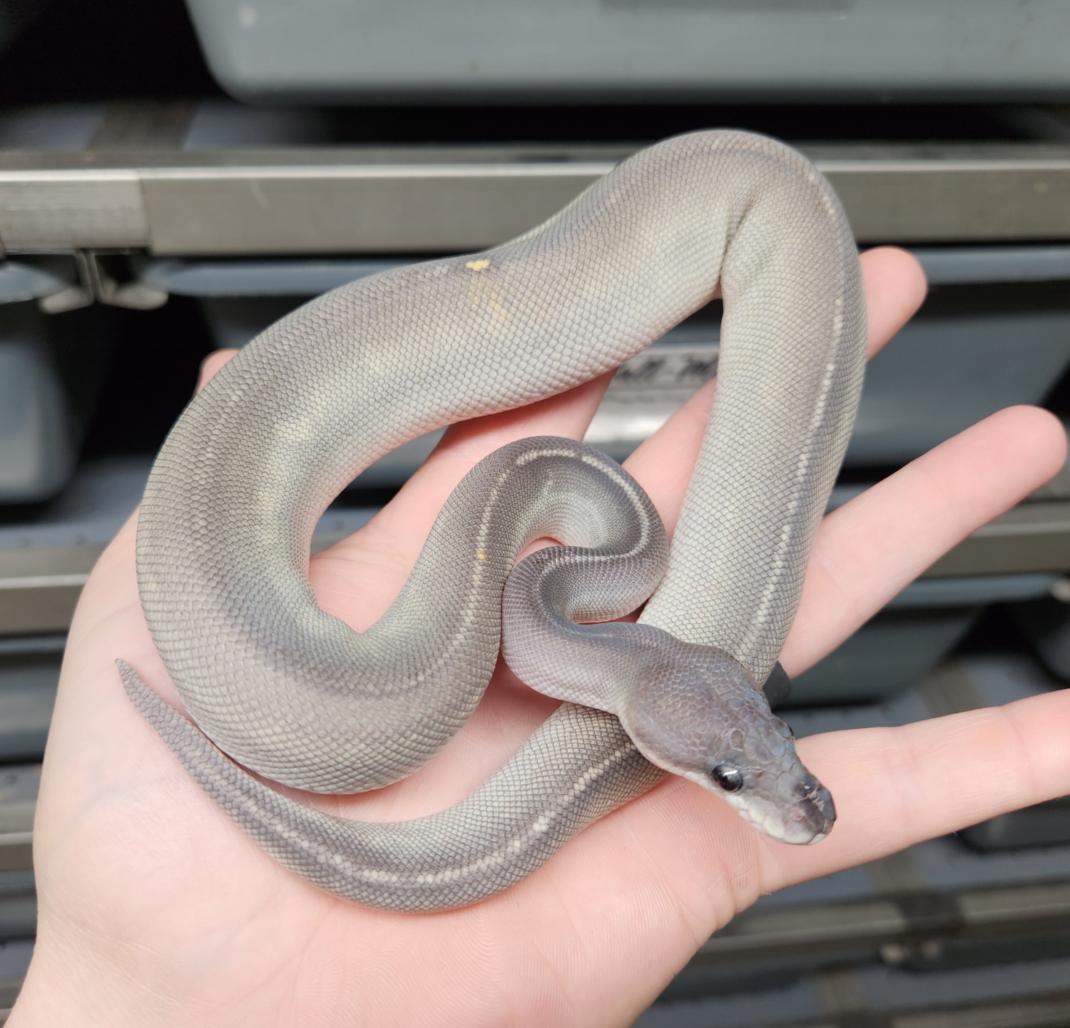 Blackhead Cinnamon Mojave Hypo Pos Ringer Gene Ball Python by Ball-Mart ...