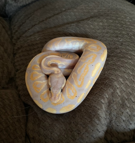 Cinnamon Vanilla Banana Arroyo Ball Python by Ball-Mart