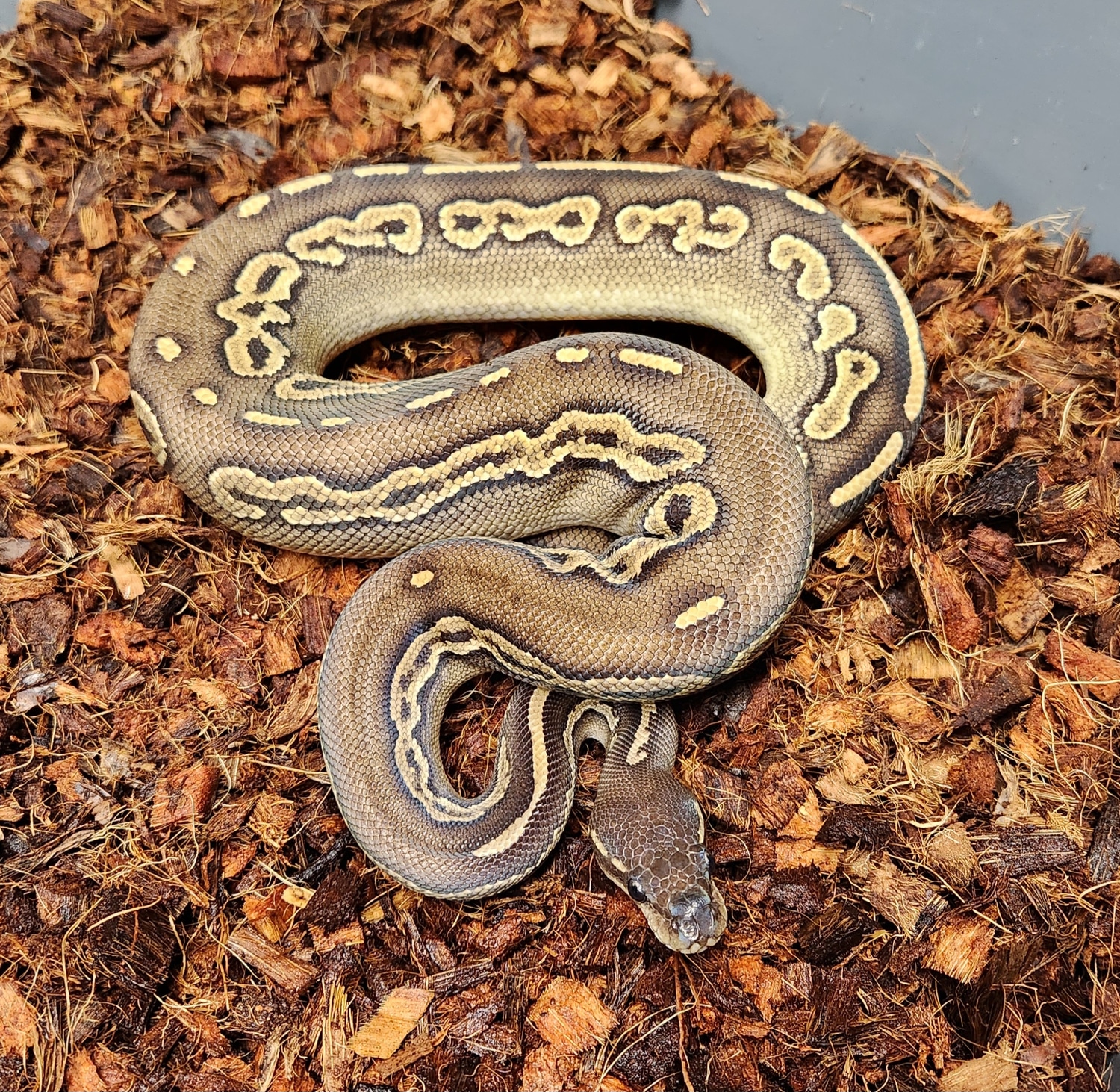 Blackhead Cinnamon Mojave Ringer Gene Het Hypo FREE SHIPPING! Ball ...