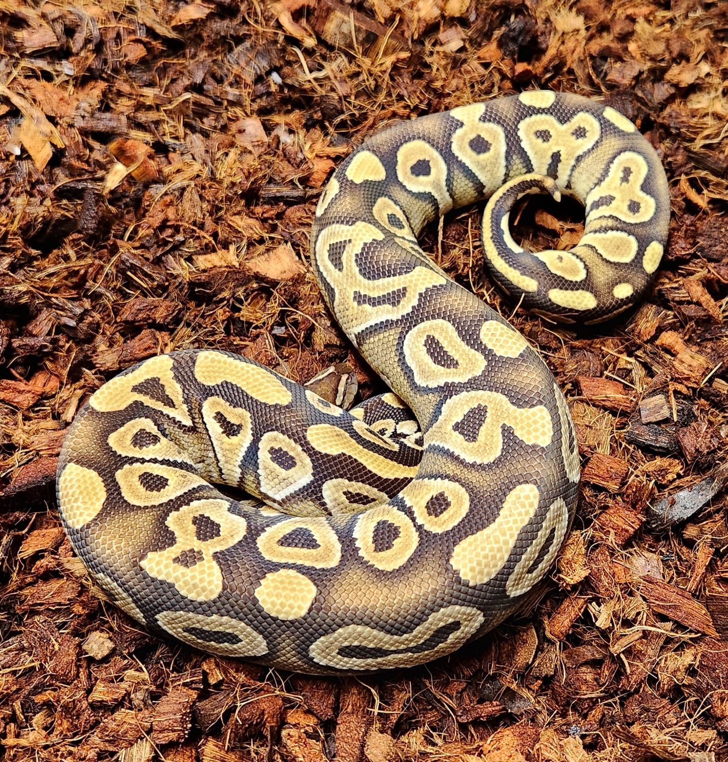 Mojave Ringer Gene/super Ringer Gene Het Hypo FREE SHIPPING! Ball ...