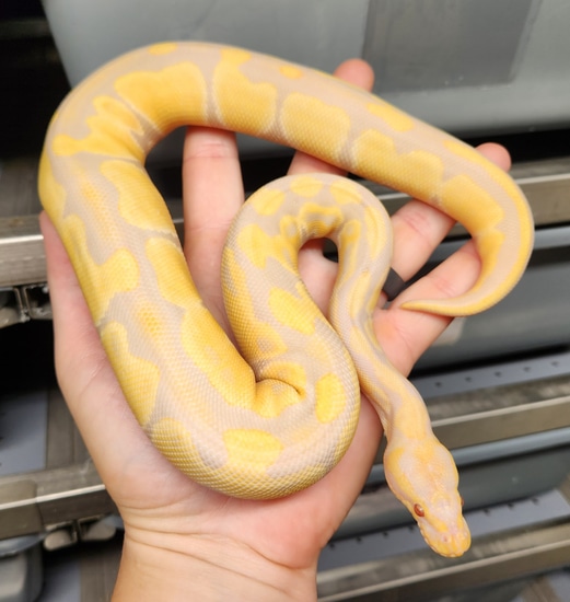 Candino FREE SHIPPING! Ball Python by BallMart