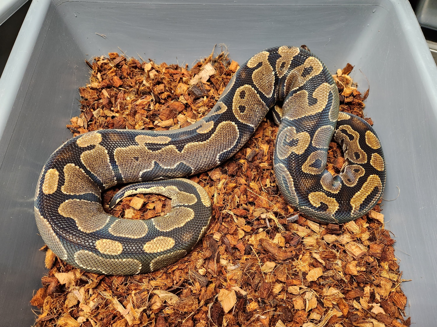 Proven Het Sunset FREE SHIPPING! Ball Python by Ball-Mart - MorphMarket