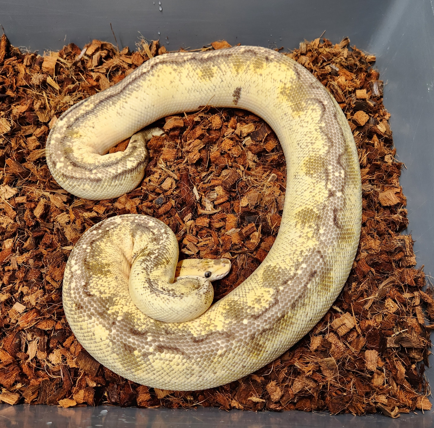 Pastel Enchi Champagne FREE SHIPPING! Ball Python by BallMart