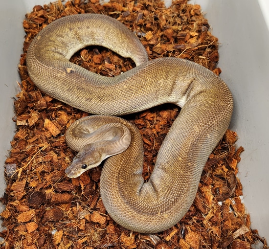 Siren Pos Het Hypo FREE SHIPPING! Ball Python by Ball-Mart