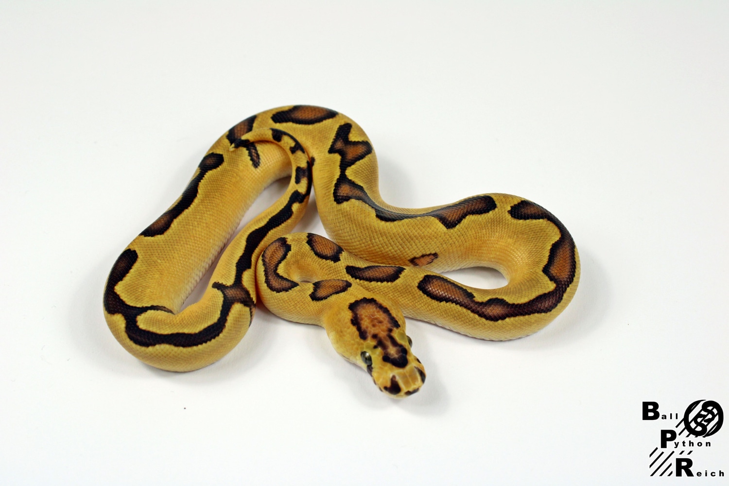 Enchi Fire Yellow Belly Clown Ball Python by Ball-python-reich.de ...