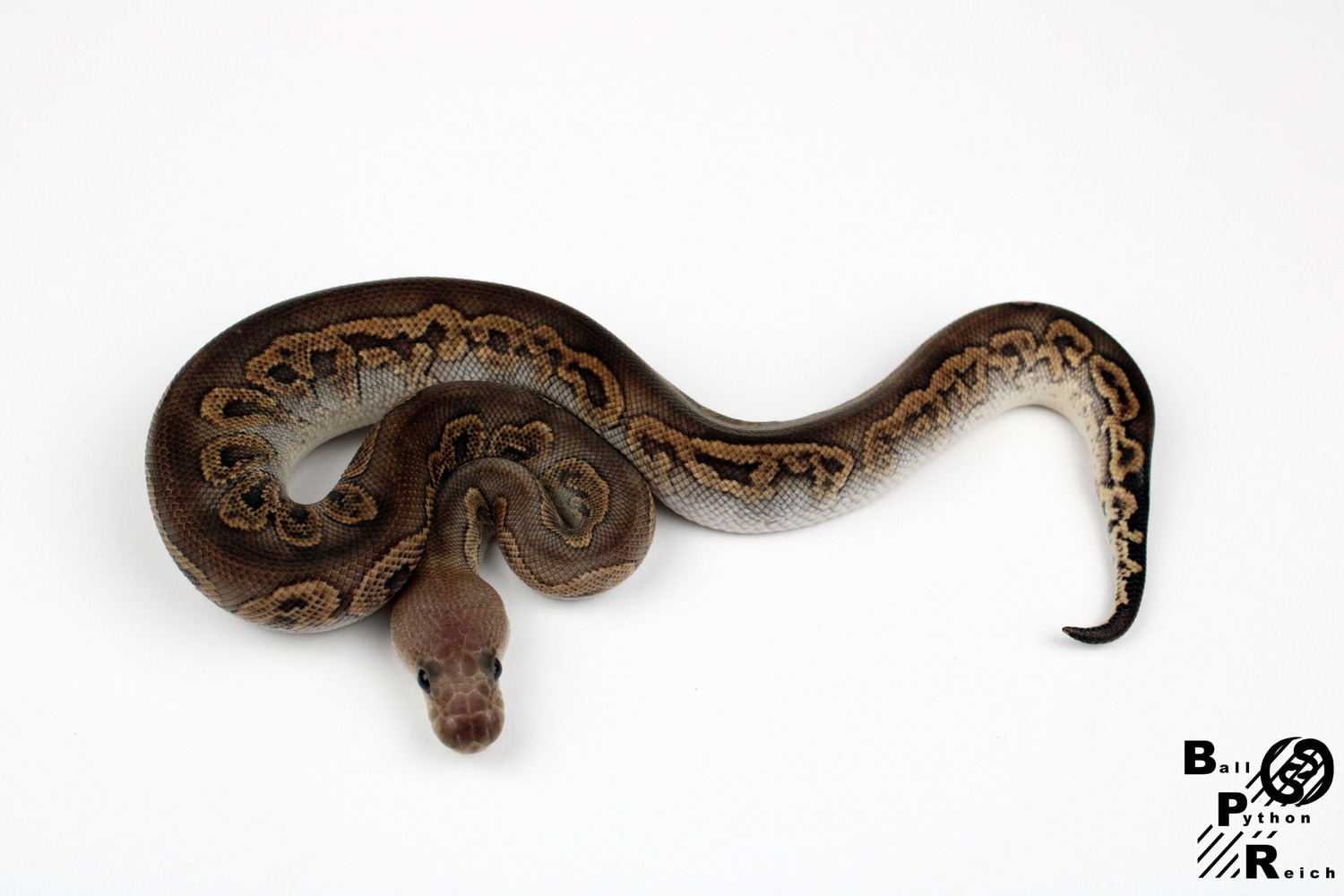 Cinnamon Clown Ball Python by Ballpythonreich.de MorphMarket
