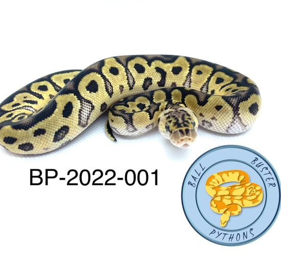 Pastel Clown Ball Python by Ball Buster Pythons
