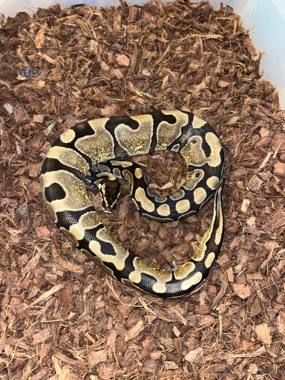 Enchi Poss Calico Ball Python by MOSA Exotics