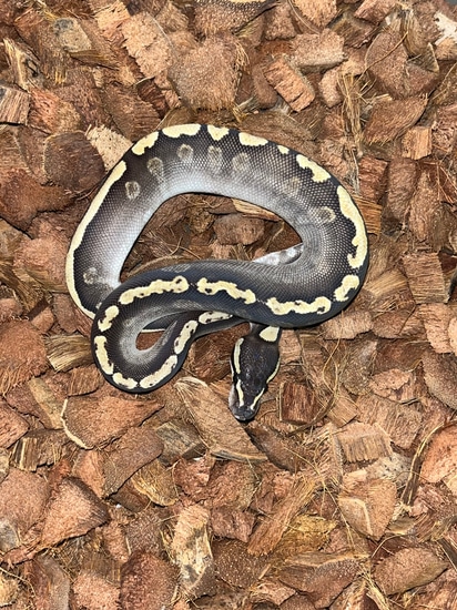 GHI Mojave Ball Python by MOSA Exotics