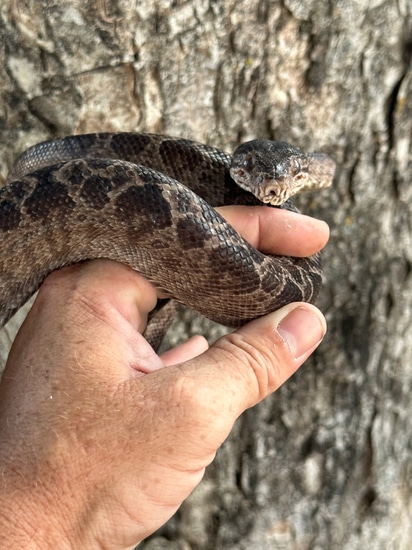 Garden Phase Tree Boa LTC Amazon Tree Boa by Ball or Nothing Pythons