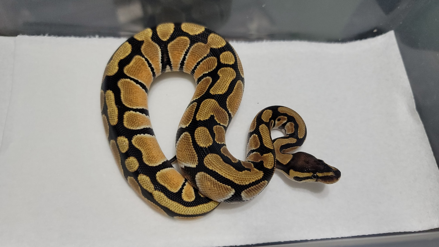 Orange Dream Enchi Het Tri-stripe Ball Python by The Ball Pit Reptiles ...