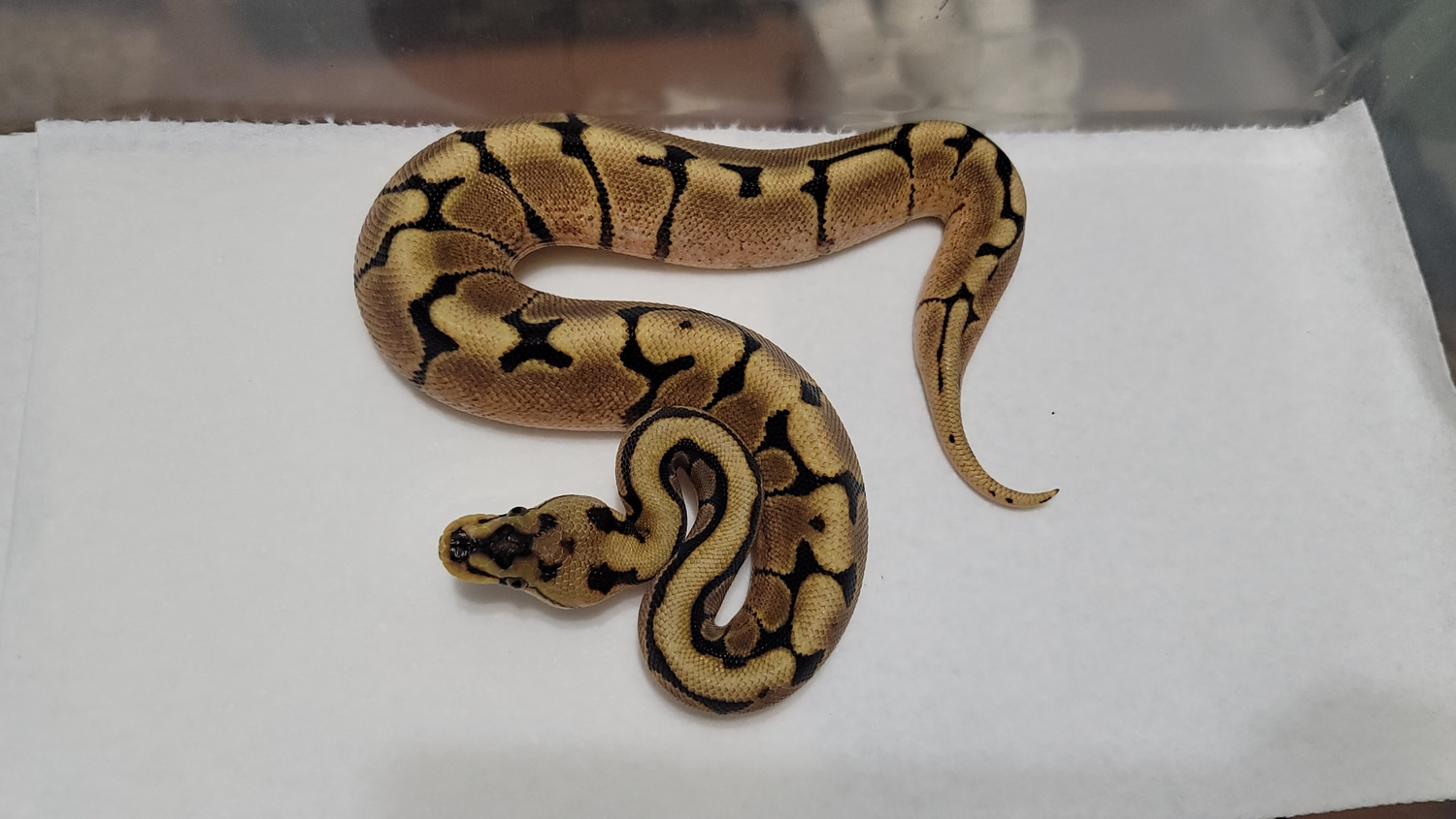 Spider YB 100% Het Tri-stripe Ball Python by The Ball Pit Reptiles ...