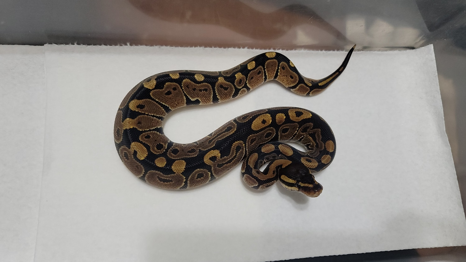 100% Het Tri-stripe Ball Python by The Ball Pit Reptiles - MorphMarket