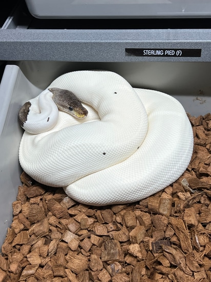 Sterling Pied Ball Python by A.Koehler Reptiles