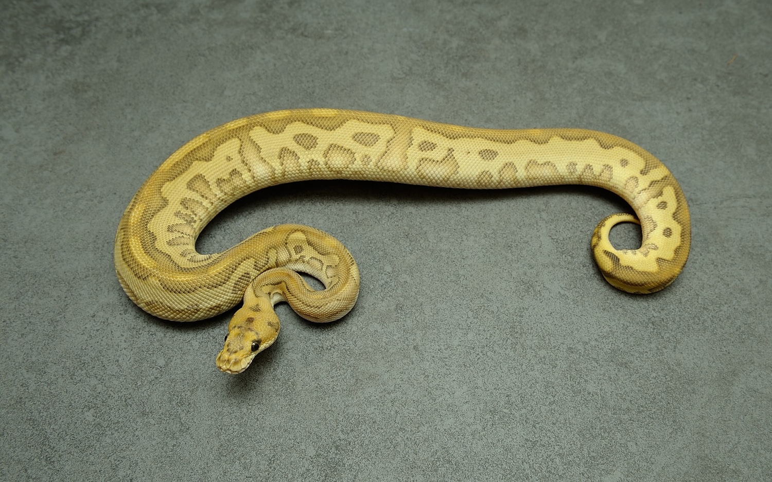 1,0 Butter Clown Dh Ultramel/Desert Ghost Ball Python by Home of ...