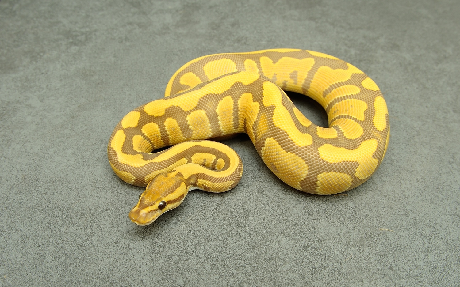 0,1 Fire Ultramel Het Clown Ball Python by Home of Ultramel Clowns