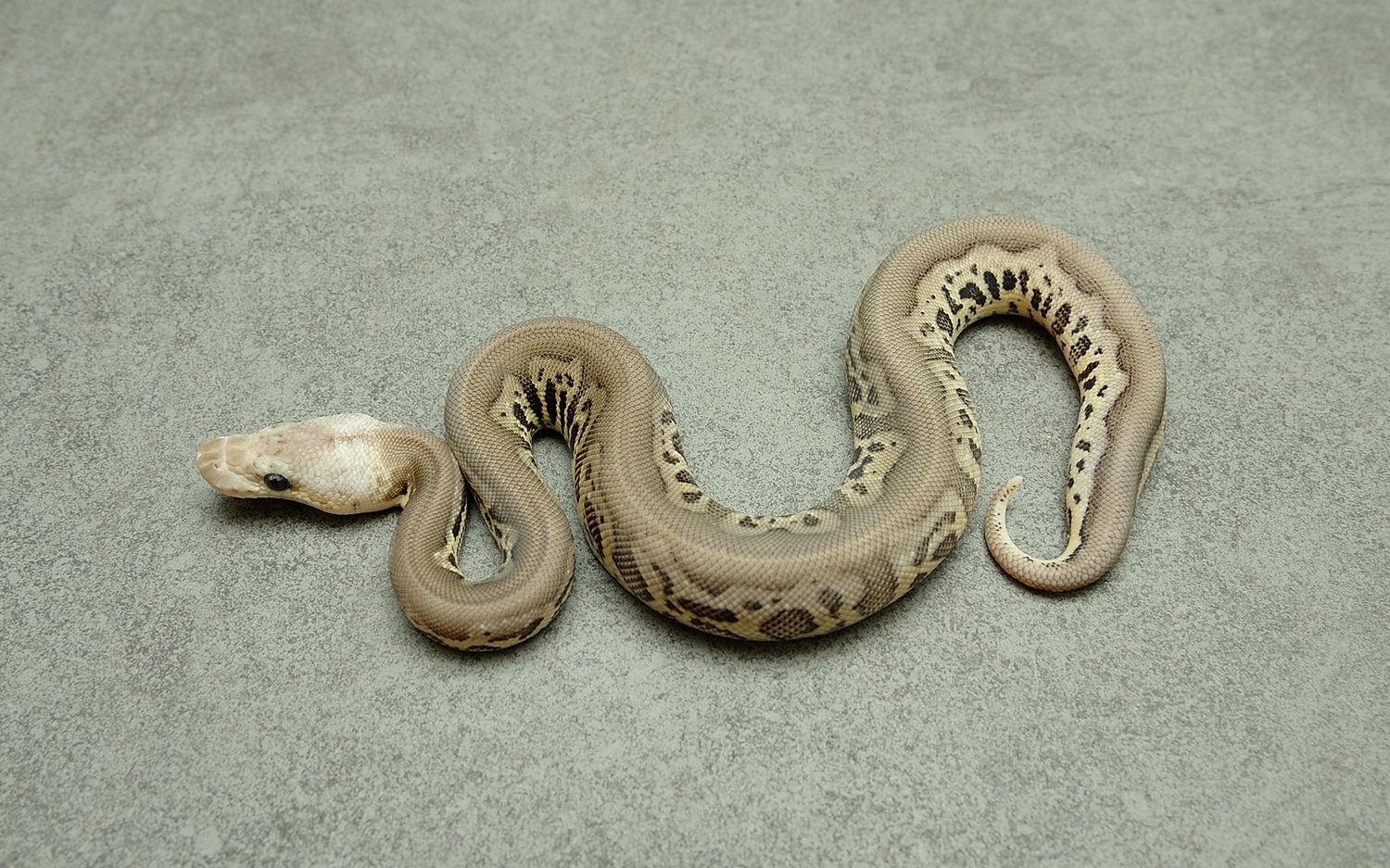 1,0 Black Pewter Leopard Clown Het Ultramel Ball Python by Home of Ultramel Clowns MorphMarket