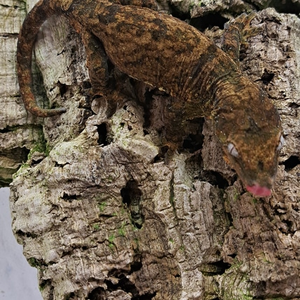 Chewie 2023-12 Chahoua Gecko