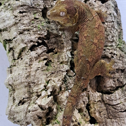 Chewie 2023-11 Chahoua Gecko