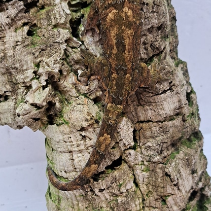 Chewie 2023-08 Chahoua Gecko