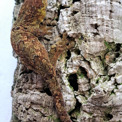 Chewie 2023-15 Chahoua Gecko