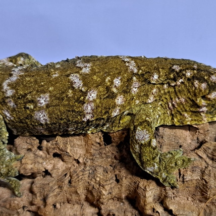 Leachie Nuu Ami 2023-01 F2 Generation Leachianus Gecko