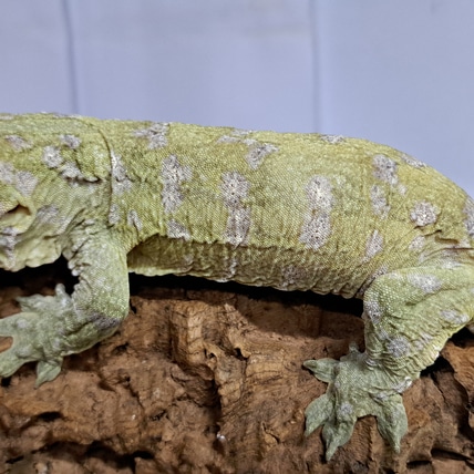 Leachie Nuu Ami 2023-03 F2 Generation Leachianus Gecko