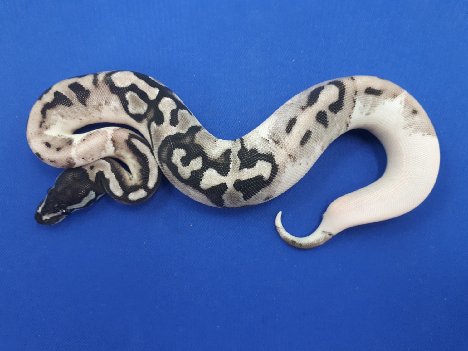MJ Lightning Pied Ball Python by Ball Python Addiction - MorphMarket