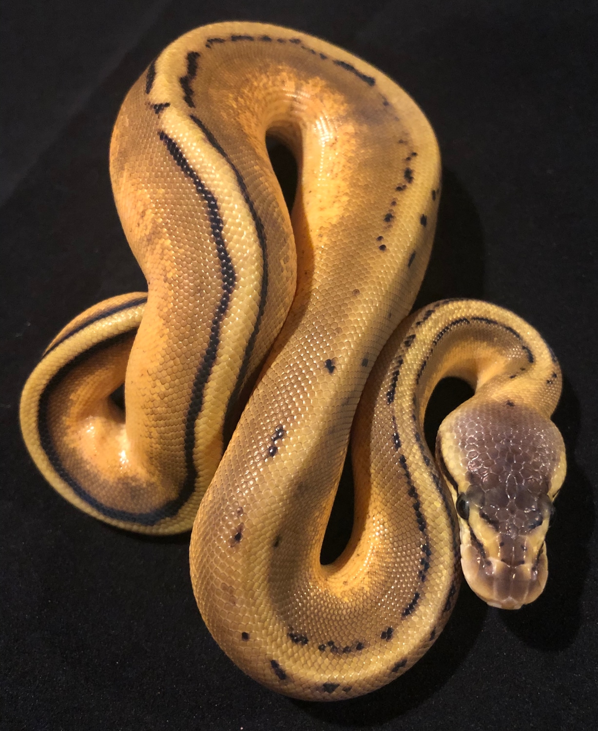 Genetic Stripe Ball Python by BallPythonBlvd - MorphMarket