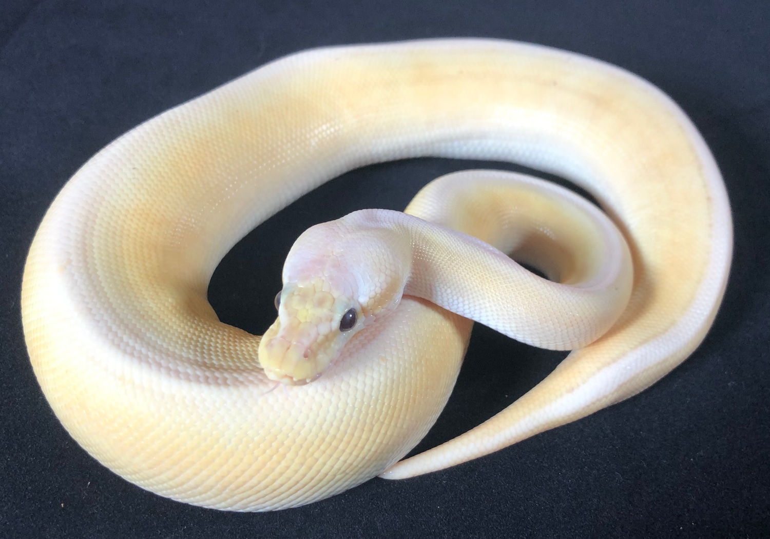 Banana Cinnamon G Stripe Ball Python by BallPythonBlvd MorphMarket