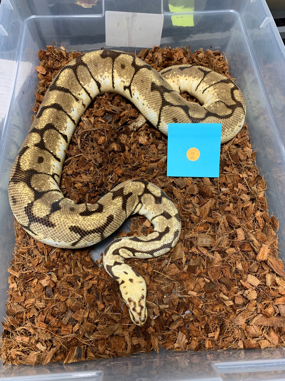 Bumblebee 100% Het Albino Ball Python by Ball Python Distributors ...