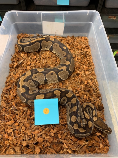 100% Het Caramel Ball Python by Ball Python Distributors