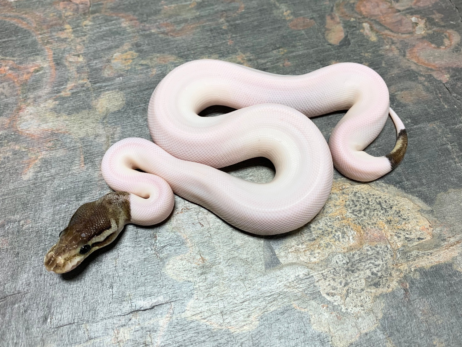 Pewter Pied Ball Python by Ball Python Distributors MorphMarket
