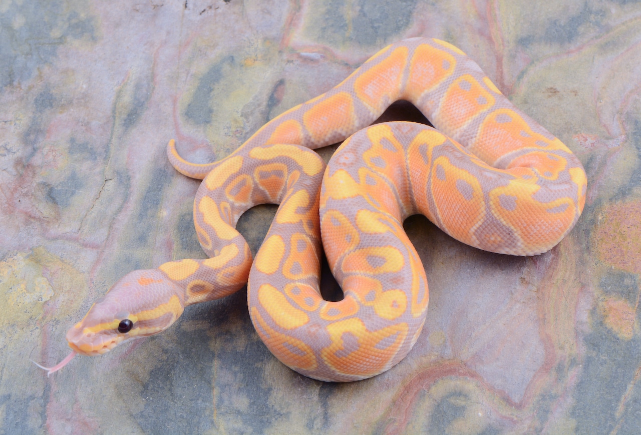 Banana Calico Prob YB Ball Python by Ball Python Distributors MorphMarket