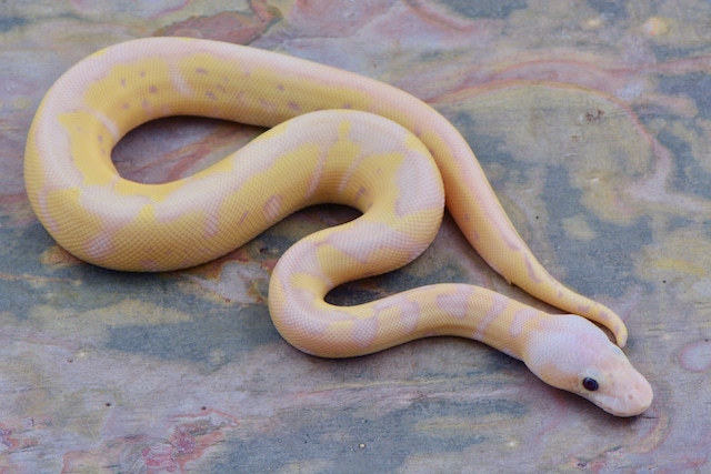 Super Banana Super Pastel Clown Ball Python by Ball Python Distributors ...