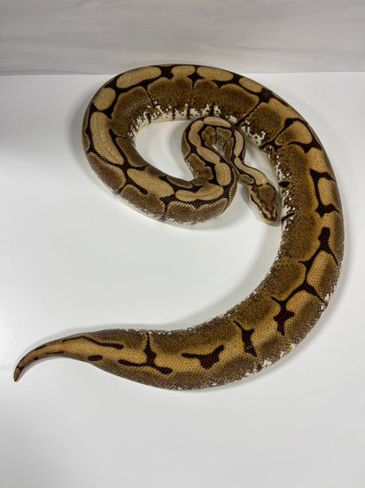 Spiders Web Ball Python Proven Breeder Spiders Ball Python by Ball Python Distributors