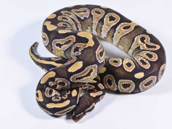 Mojave 100% DH Monsoon Hypo Courting Ball Python by Ball Python ...