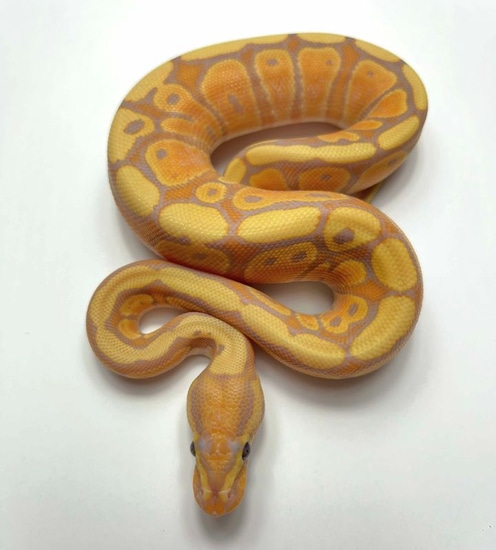 Red Stripe, Clown, Coral Glow Ball Python by Ball Python Exotic ...