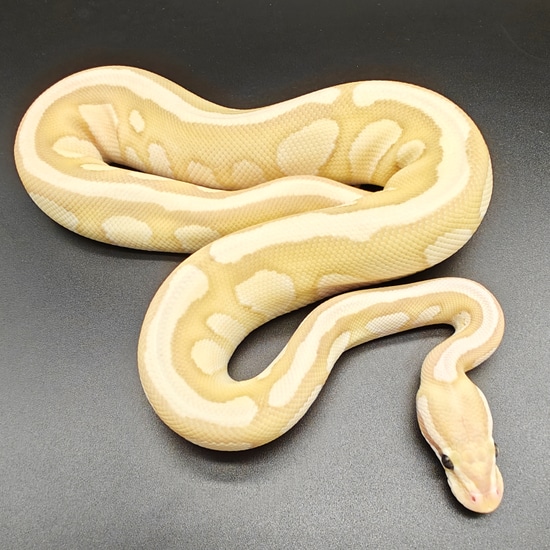 Hypo Banana Nuclear Ball Python by Ball Python Fusion