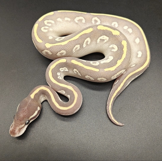 Purple Passion Ball Python by Ball Python Fusion