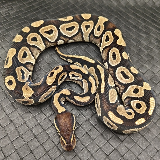 Phantom Ball Python by Ball Python Fusion