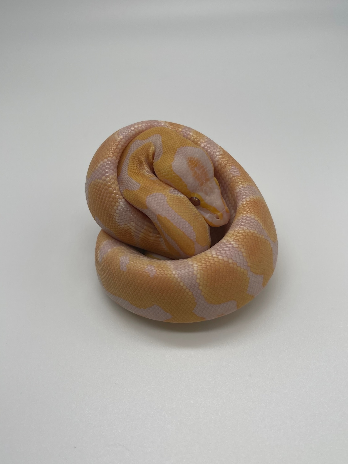 Lav Albino Het Clown Pos Het Pied Ball Python by United Snakes of ...