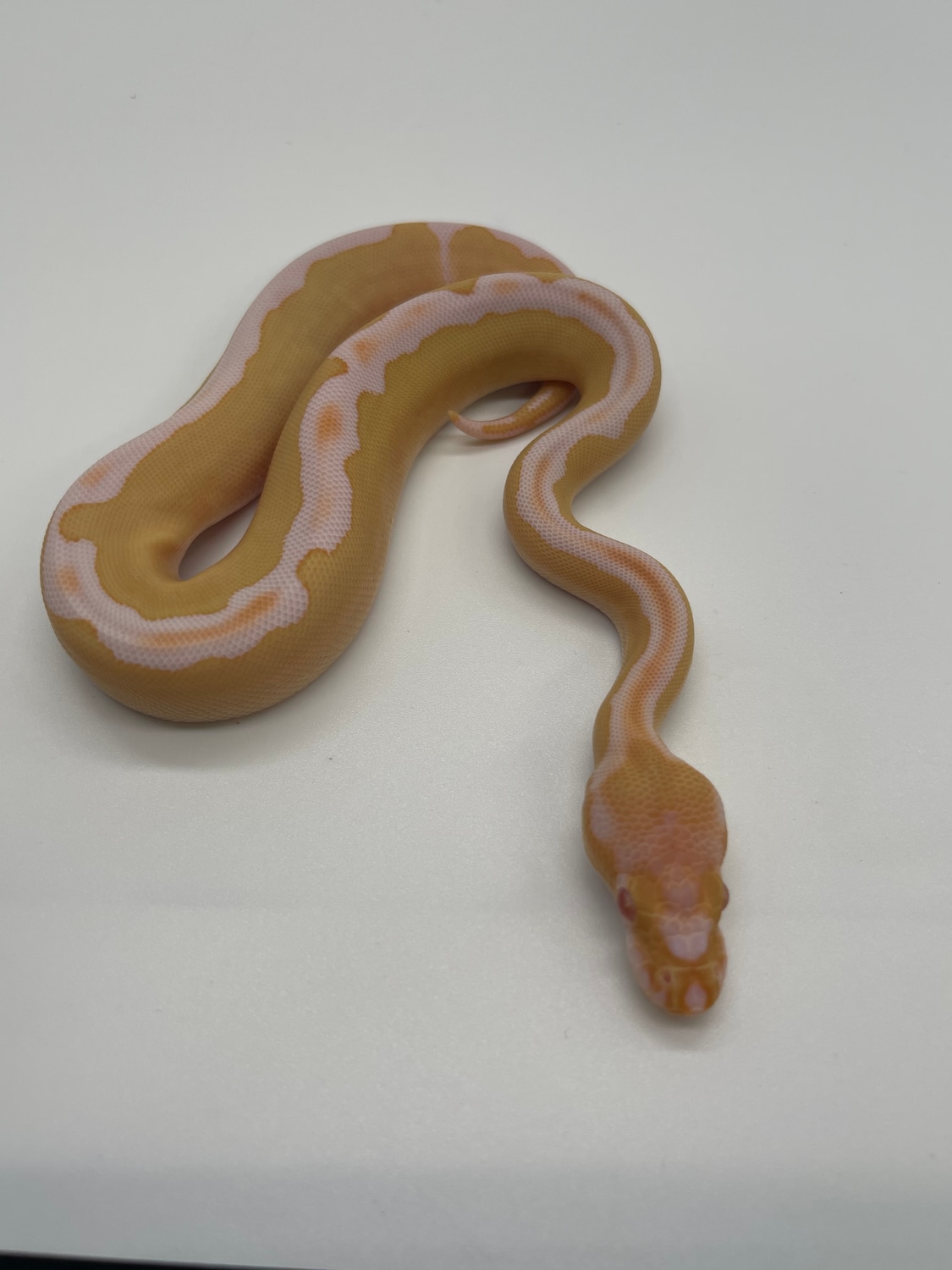 Candino Clown Ball Python by United Snakes of America - MorphMarket