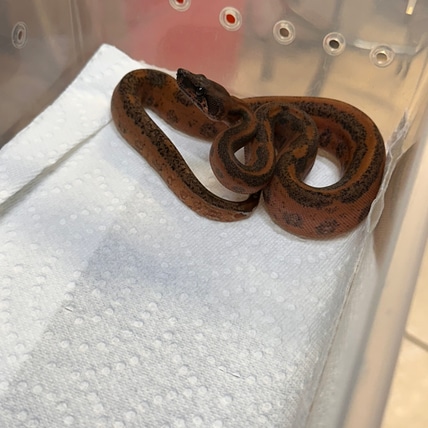 Hypo Leopard Boa Constrictor