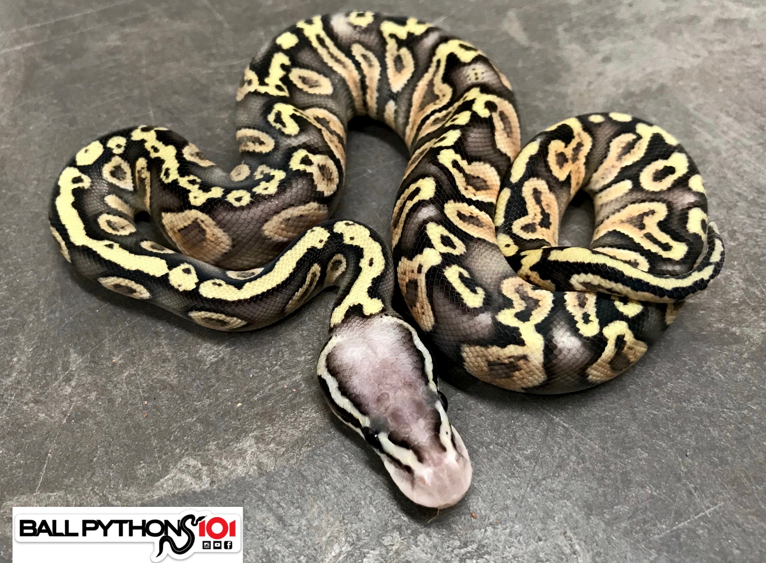 Super Pastel GHI Ball Python by Ball Pythons 101 - MorphMarket